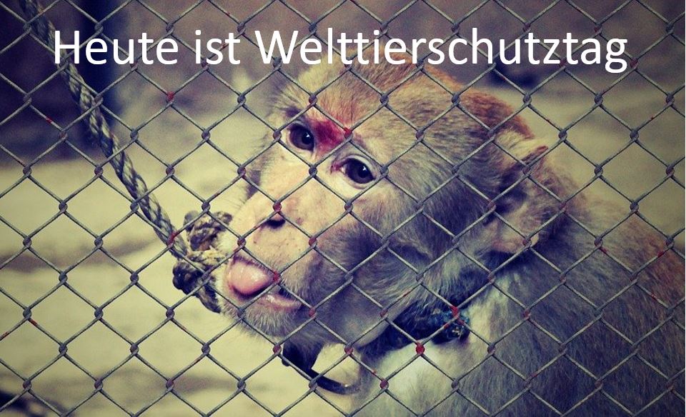 Welttierschutztag Blog.jpg